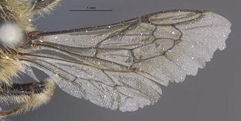 Media type: image;   Entomology 526 Aspect: wing